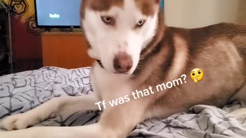 Husky Reacts to Toot