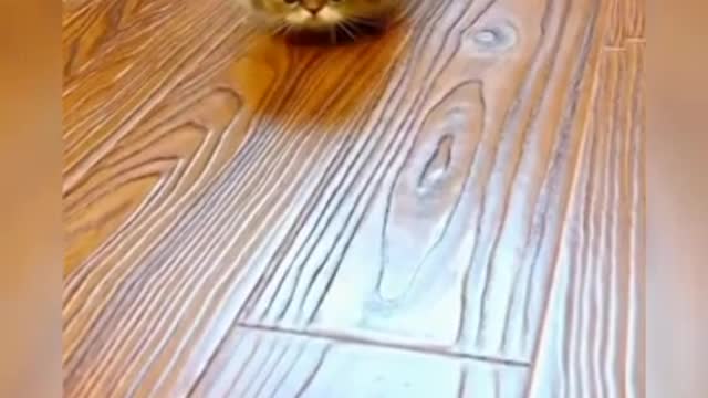 Funny and cute cats❤🎀