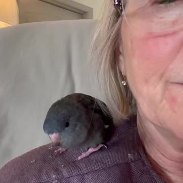 Licorice loves talking nonstop! This boy warms my heart!