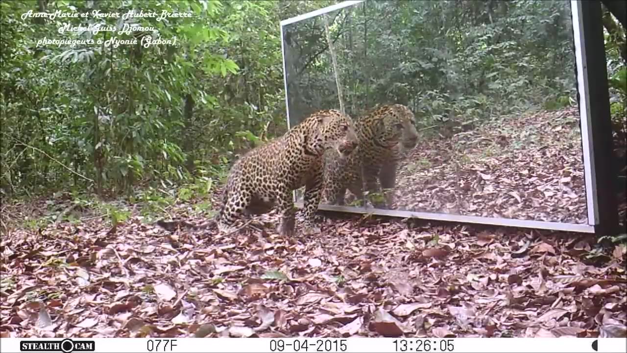 Gabon' Jungle: An Elephants Family Refuses To Share A Big Mirror With A Leopard