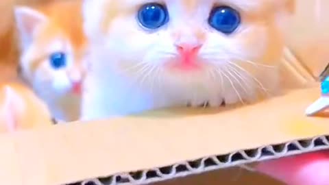 Find a nest for kittens