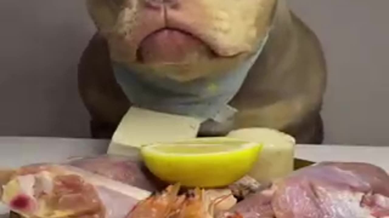 Dogs Have No Manners When They Eat