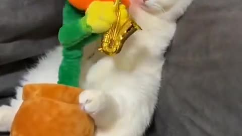 Baby Cat . Funny cat 😺..