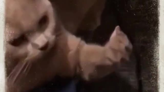 cute funny cat video