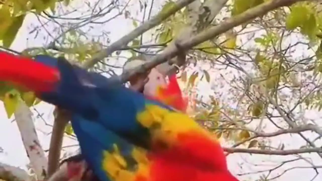 Pet Cats Beautiful Bird And Animal 4K HD Adorable Photography By Nature.