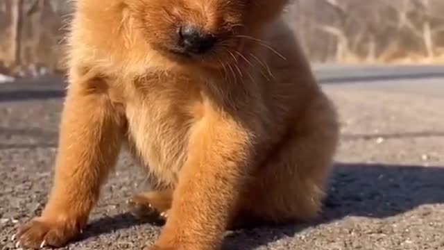 Exhausted dogs fall asleep sitting up