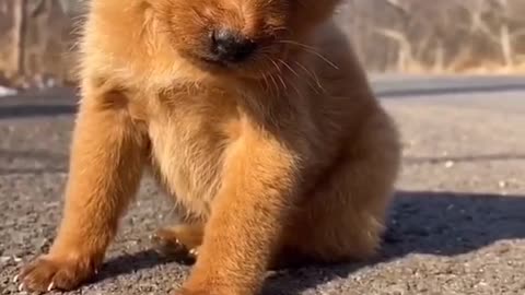 Exhausted dogs fall asleep sitting up