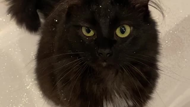 Cat Finds Glittery Bath Bomb and Is Covered in Sparkles