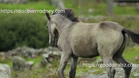 Wild Mustangs