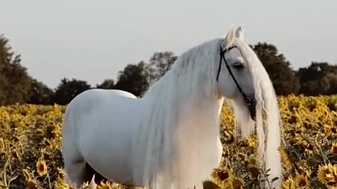 What a handsome white horse