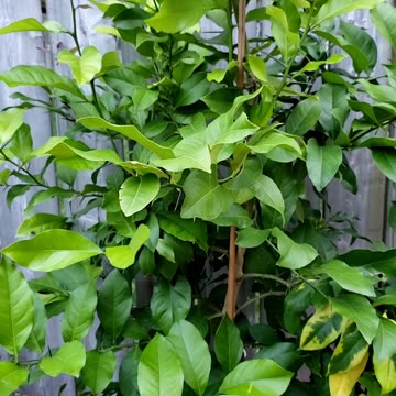 This lemon Plant came from store bought lemon seeds