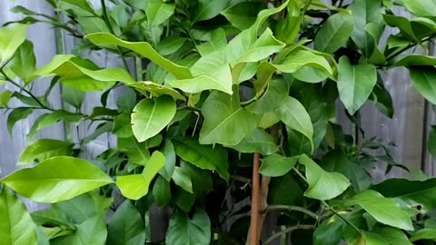 This lemon Plant came from store bought lemon seeds