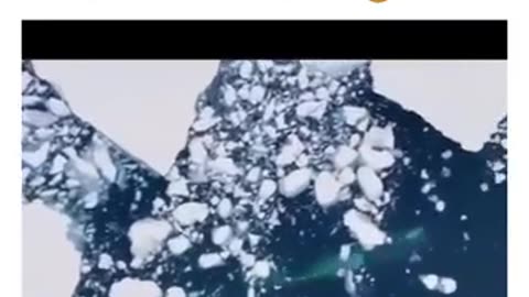 Orca the killer whole