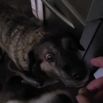 My dogs LOVE taking their vitamins! (Vita-Veta-Viggemies)