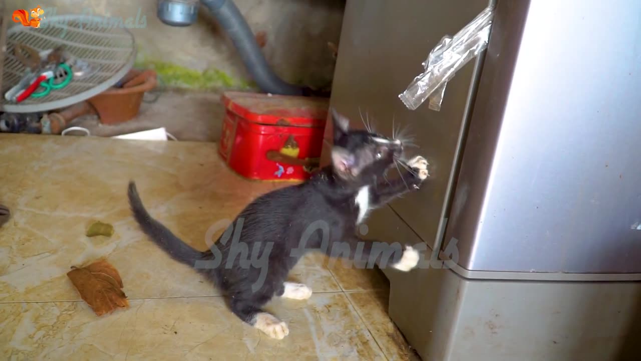 Poor kitten for the first time away from the mother cat: the sound of the kitten meowing