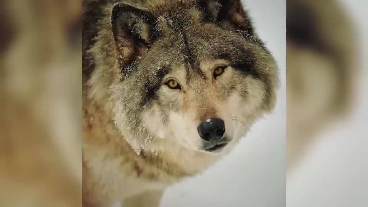 Man Saved this Wolf and her Cubs, but 4 Years later THIS happens...