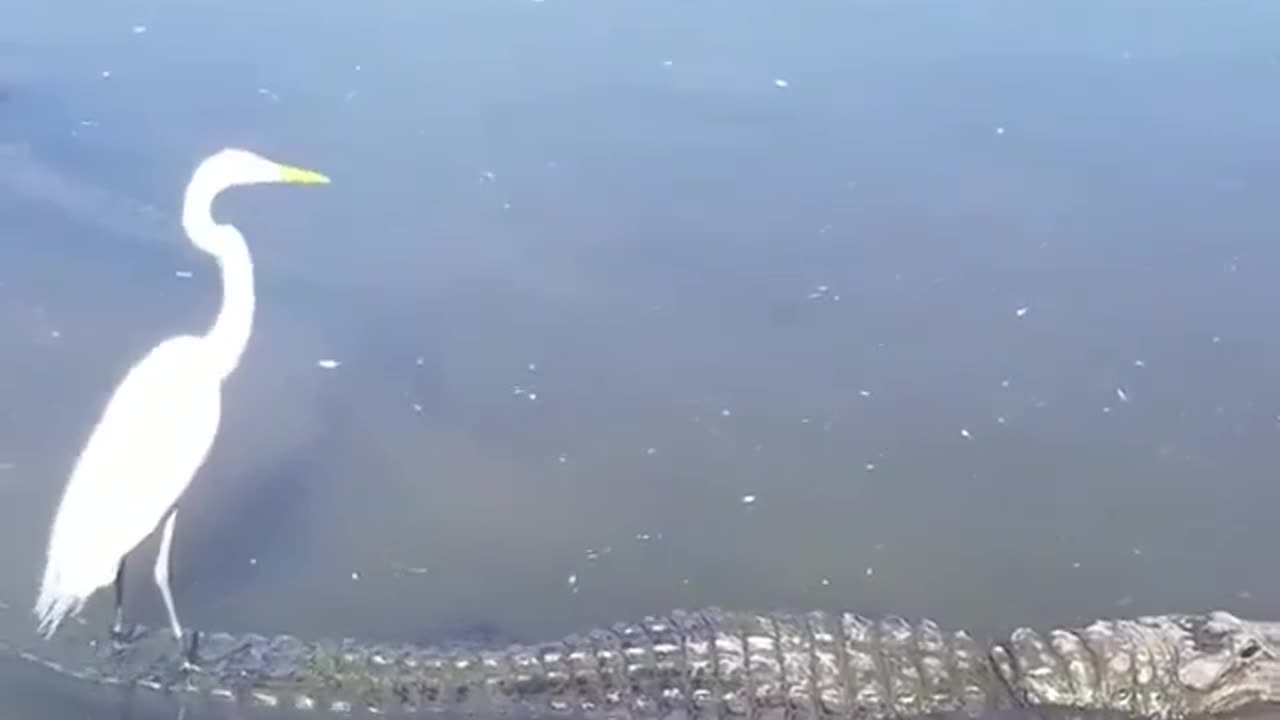 Crocodile and bird