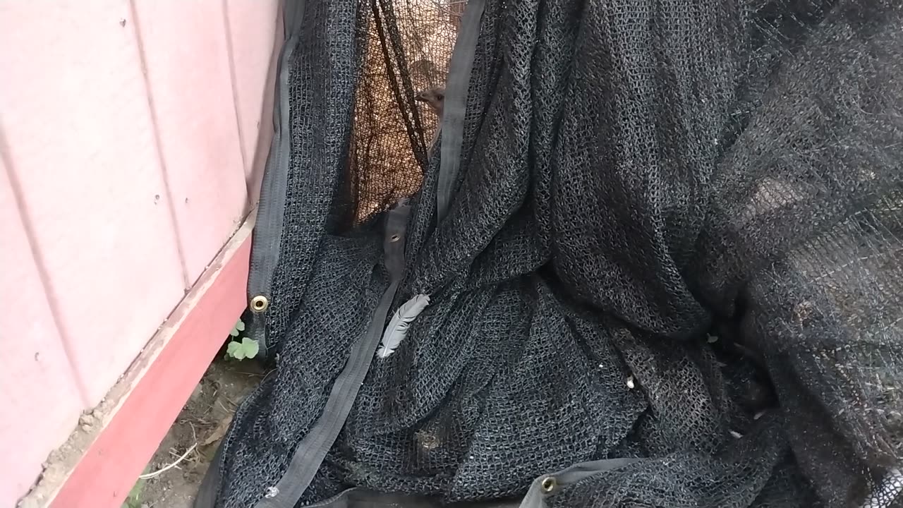 Find the Chicken!