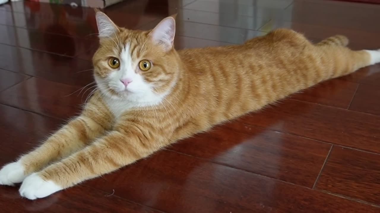 Little orange cat lying on the ground.