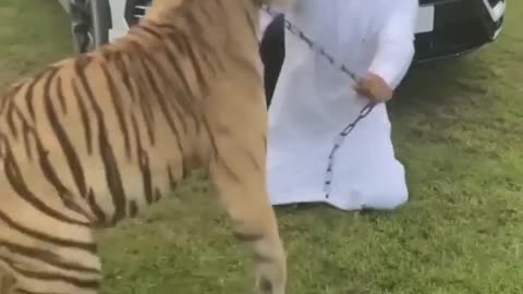Dubai sheikh playing with his Lion and Cheetah || Dubai life style