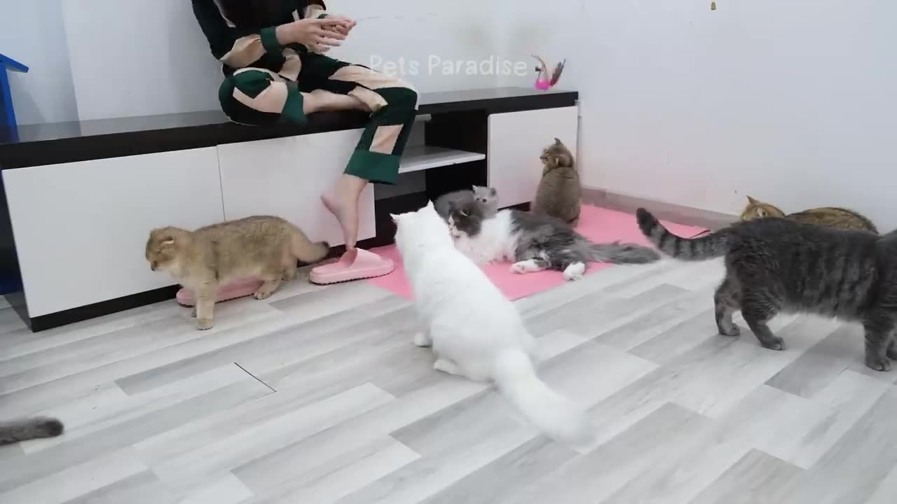 cats and dogs video