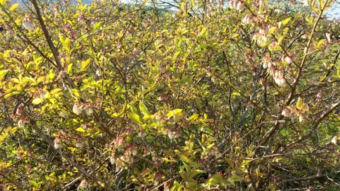 Myth buster honey bees do work blueberries