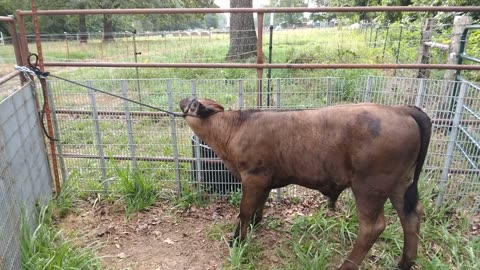 Halter Breaking Tito: Day 3