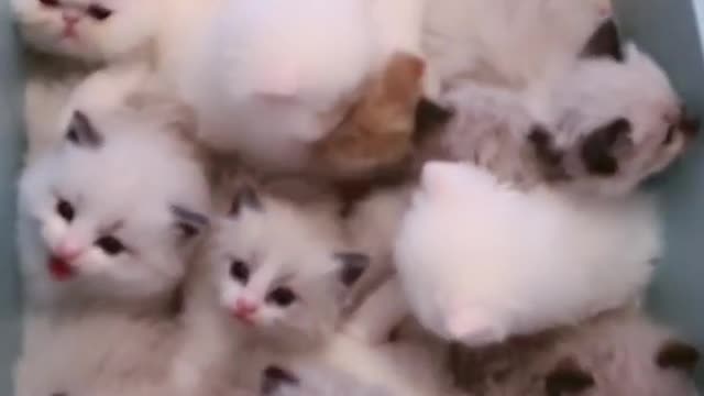 OMG So Cute Cats ♥ Best Funny Cat ❤️🐈Videos 2021 #shorts