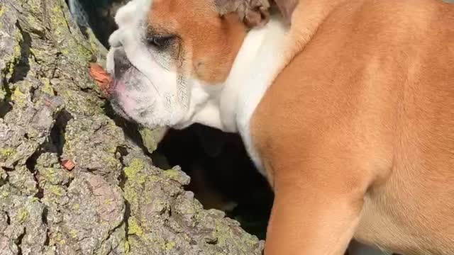 Tree Chomping Bulldog