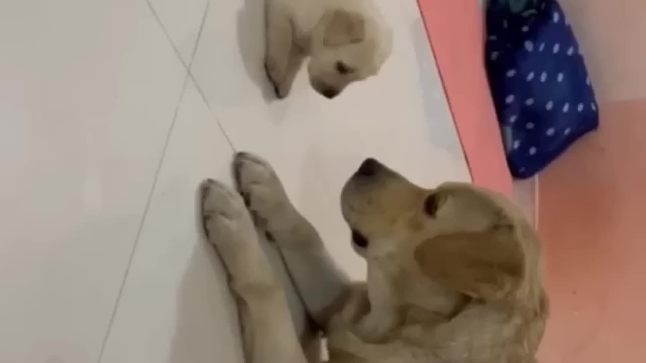 Cute baby dog video