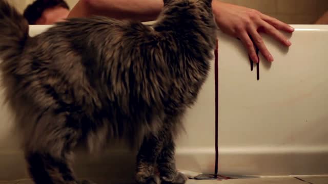 Cat looking at person in tub bleeding