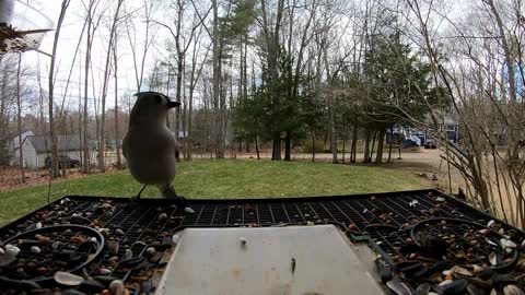 Tufted Titmouse