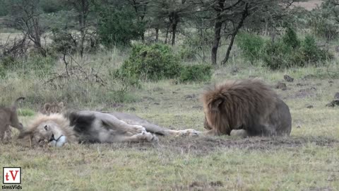 cubs playing with dad