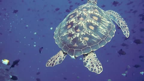 Underwater sea turtle video