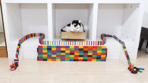 Cats and Domino