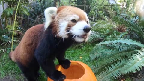 Cute Animals Play With Pumpkins