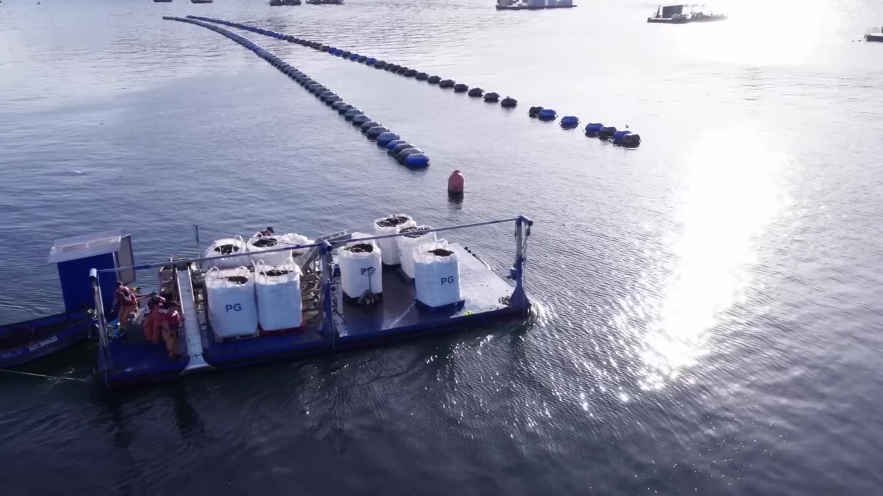 Billions of Mussels Raised By This Modern Technique - Mussel Farming Process and Harvesting 2023