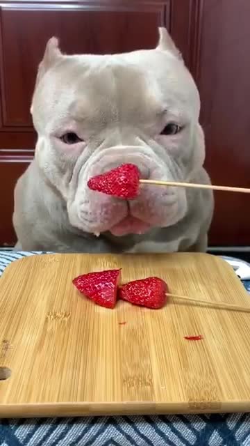 Funny Dog Video 2021 / Dog eating video