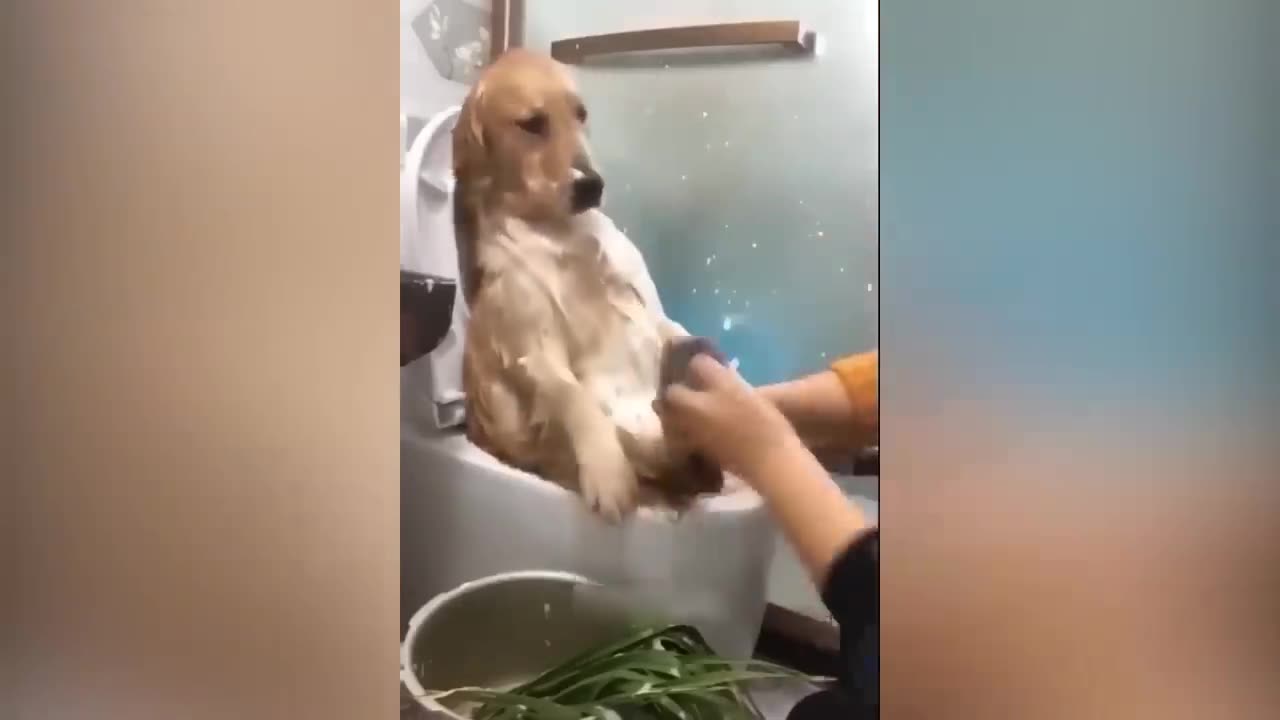 Funny Animal Videos 2023 π - Funniest Cats And Dogs Video πΊπ
