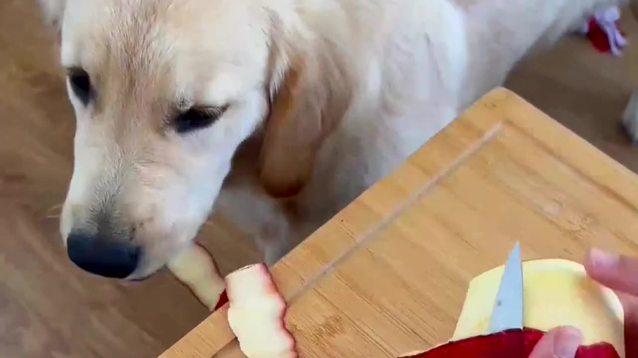 Golden Retriever Garbage Disposal System