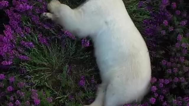 Cute bear chilling in grass