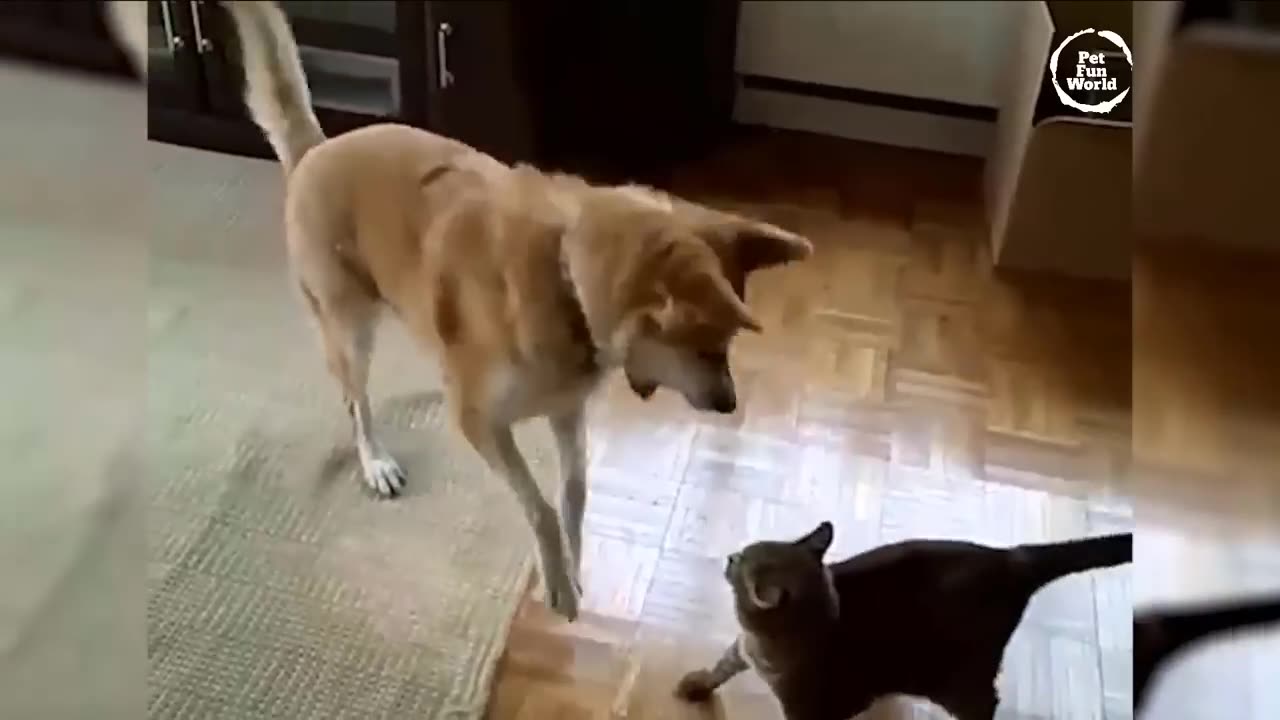 Funniest Animals New Funny Cats and Dogs Videos - Ep.14