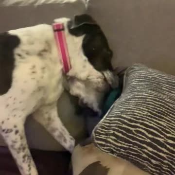 Lana - Needing A Furever Home 02