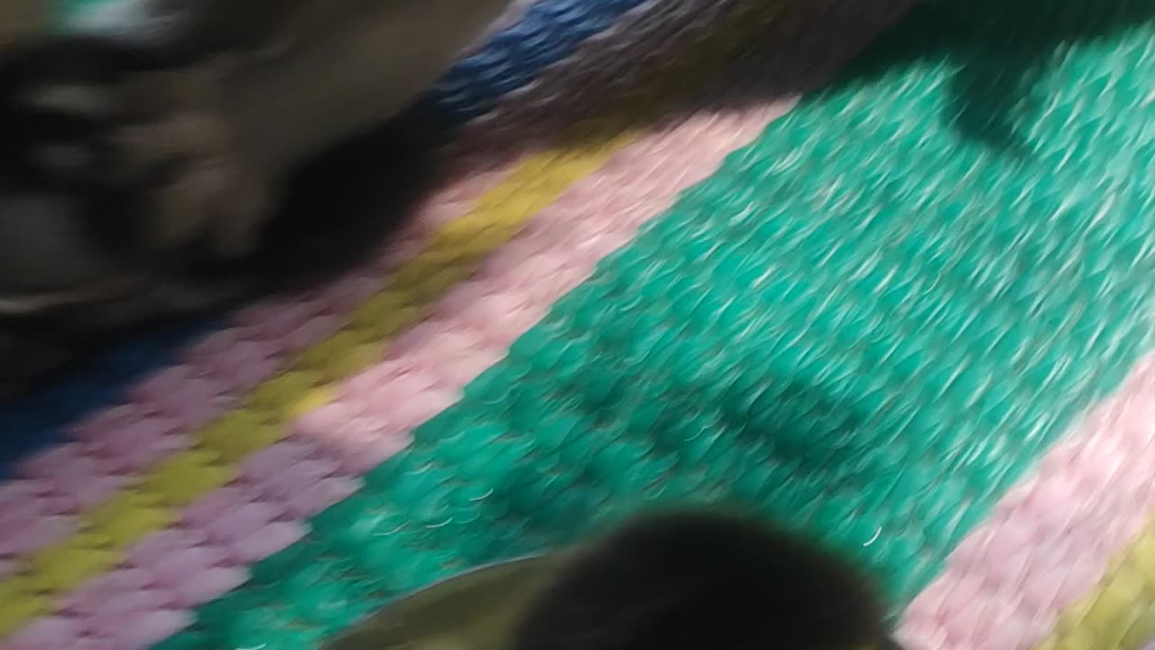 A cat just kill a duck 🦆 ðŸ˜ðŸ˜ðŸ˜
