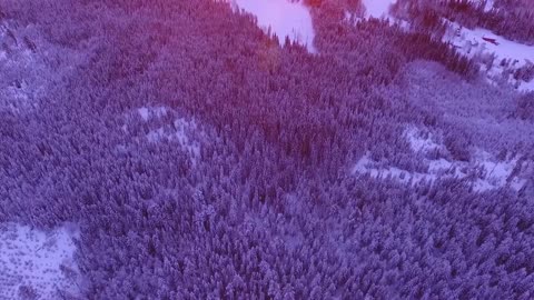 Forest - Free HD Stock Footage (No Copyright) ---- Sunrise, Purple