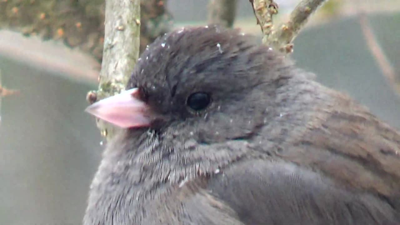 Birds Feeding