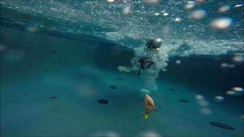 Chocolate Lab Star - dock jumps into swimming pool then dives underwater for dog toy - slow motion