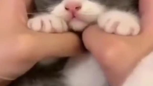 Cute funny cat videos
