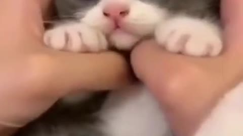 Cute funny cat videos