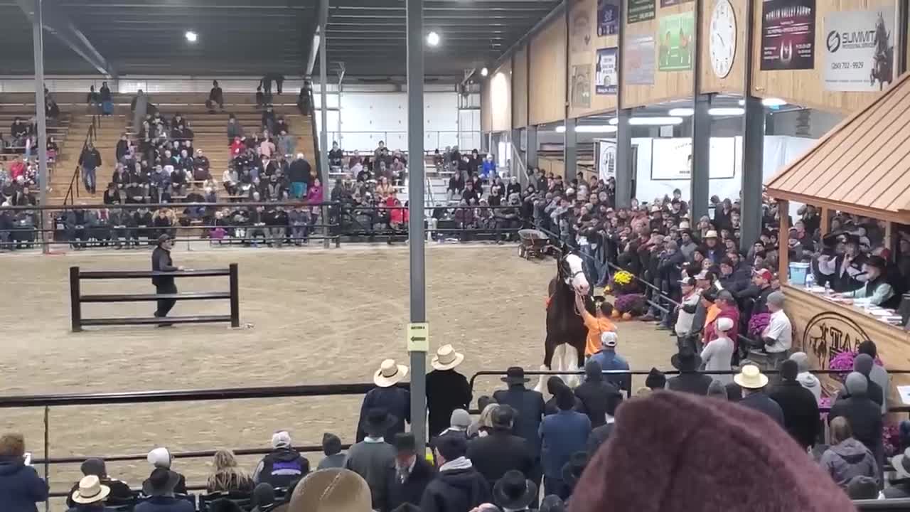 $100,000 Clydesdale Stallion at Topeka!